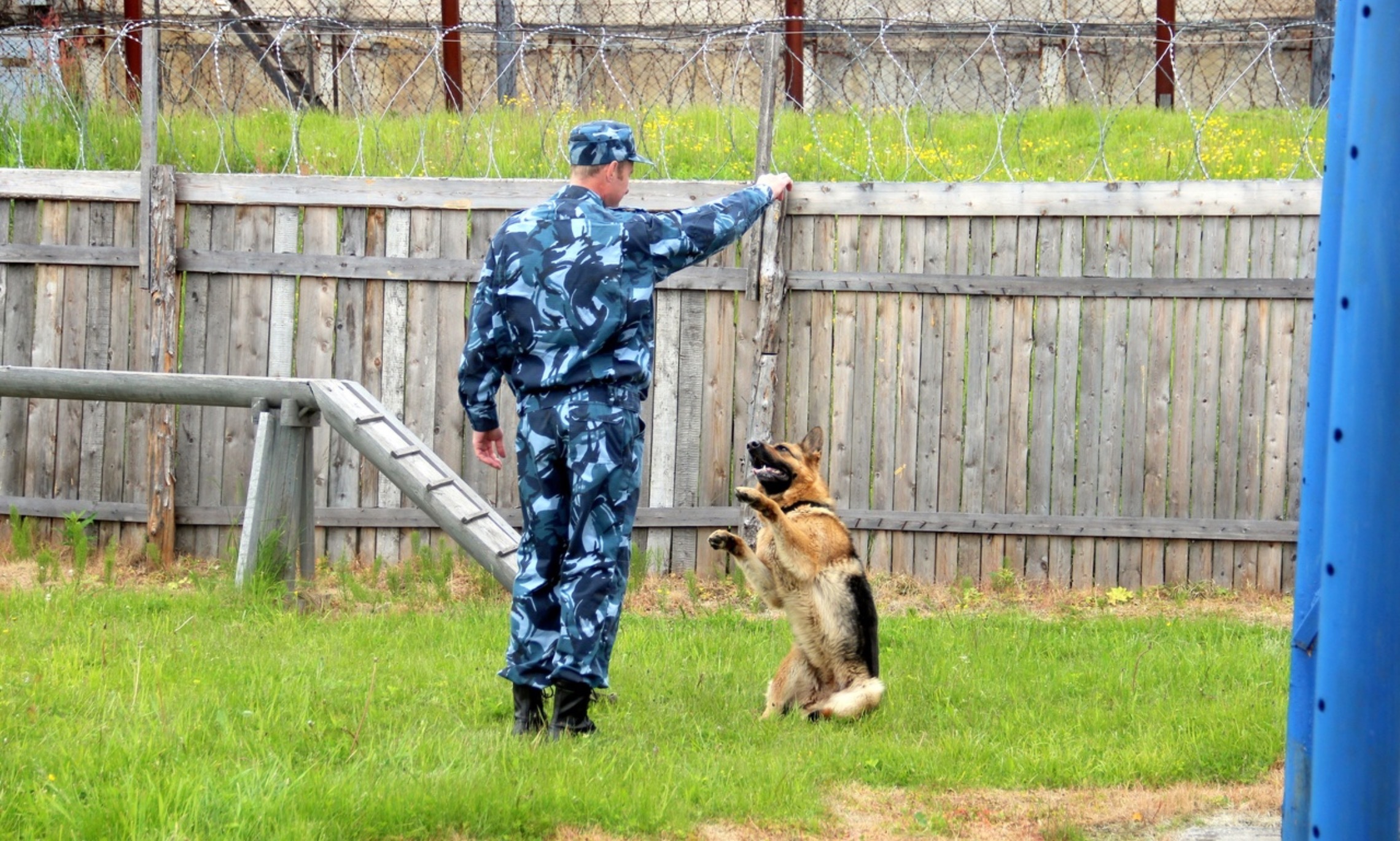 Кинолог в полиции